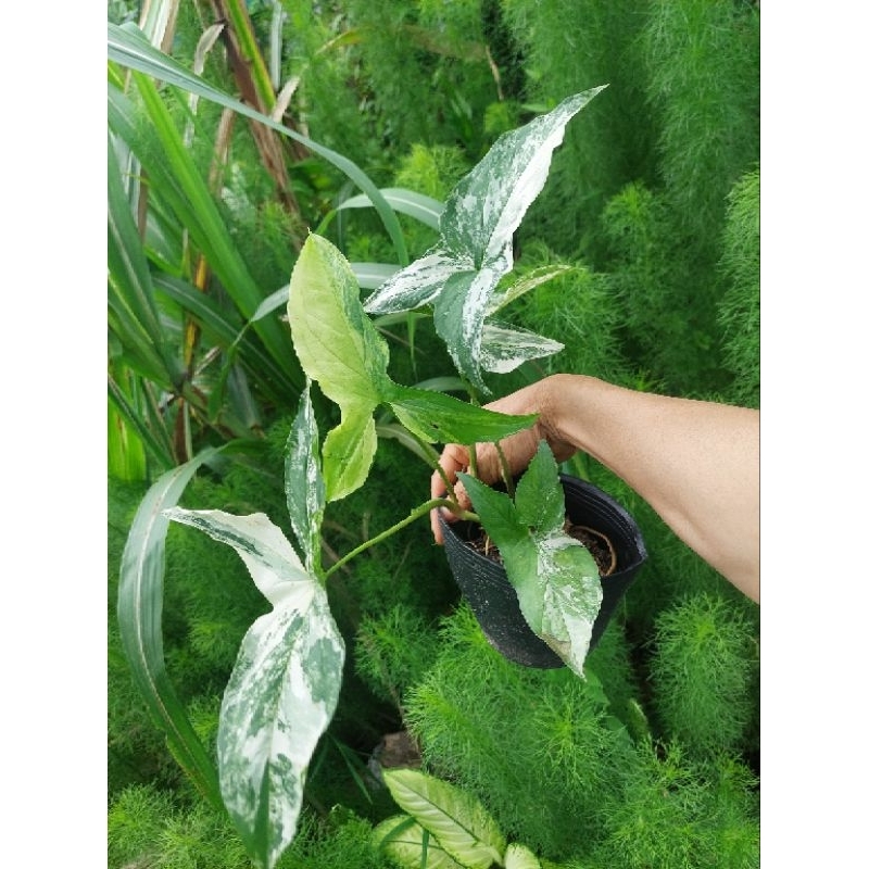 Trầu syngonium albo trắng xanh rất xinh đẹp