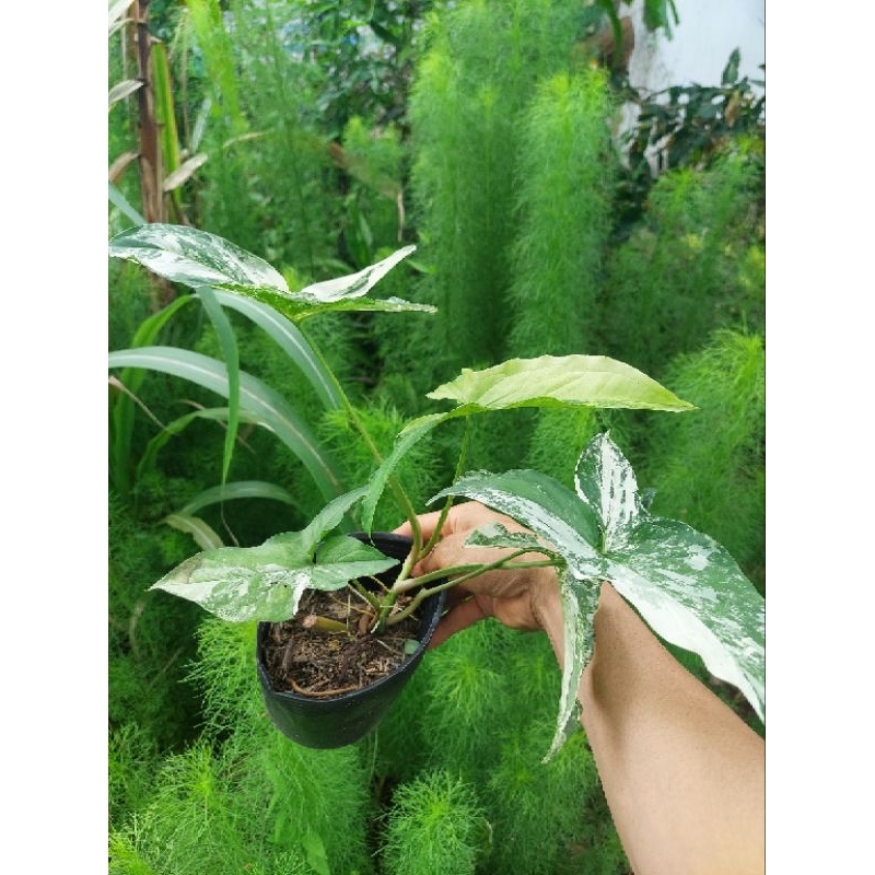 Trầu syngonium albo trắng xanh rất xinh đẹp