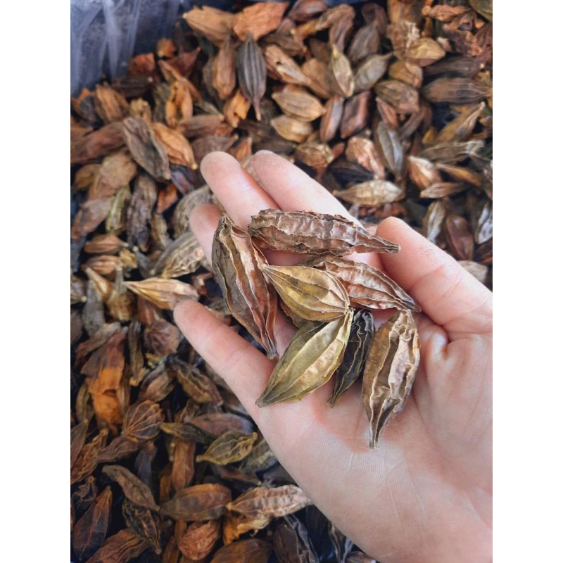 1 Kg Trái cứt quạ Khổ qua rừng