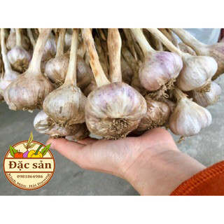 Tỏi ta- Tỏi khô- Tỏi Kinh Môn Hải Dương