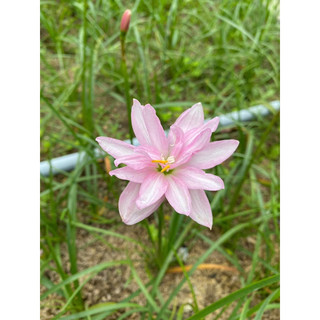 Củ Huệ mưa ngoại(1cu cánh kép )