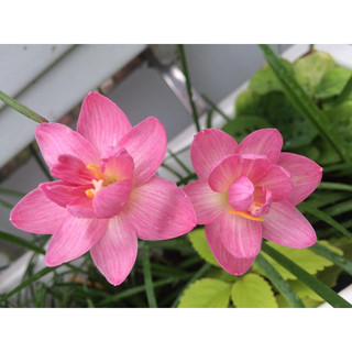 Củ Huệ mưa ngoại(1cu cánh kép )