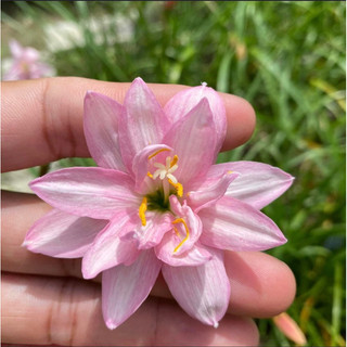 Củ Huệ mưa ngoại(1cu cánh kép )