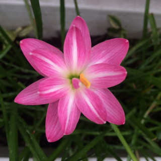 Củ Huệ mưa ngoại(1cu cánh kép )