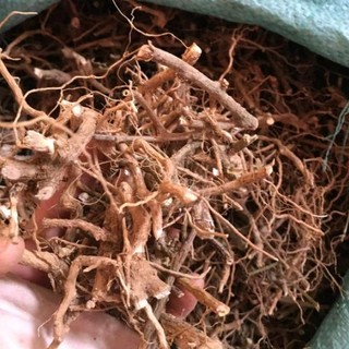 1kg rễ cây cà gai leo sấy khô