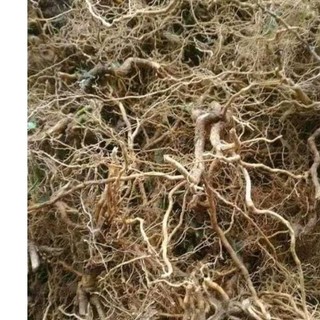 1kg rễ cây cà gai leo sấy khô