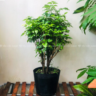 Cây Hạnh Phúc thân gỗ nội thất