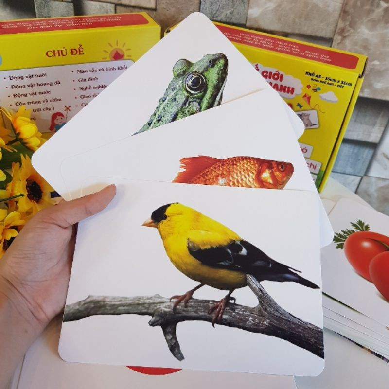 Combo đồ chơi cho trẻ từ 3 tháng tuổi, gồm thẻ học size to A5 và bộ 3 con quay dochoigo.vn