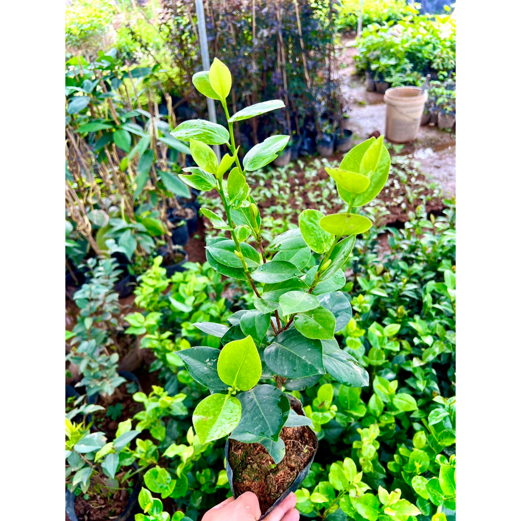 Cây trà my bạch nhật cao 40cm bầu bát ra hoa sau 3 tháng