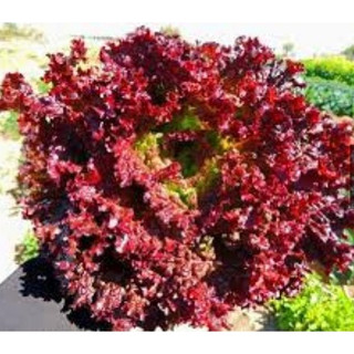 Giống Xà Lách Tím Lollo Rosa