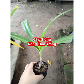 Cây Giống Náng Hoa Trắng