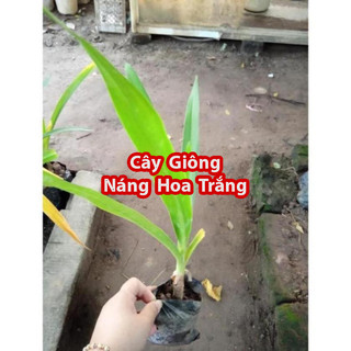 Cây Giống Náng Hoa Trắng