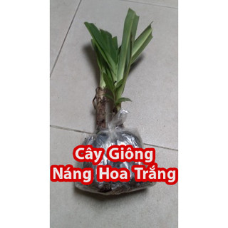 Cây Giống Náng Hoa Trắng