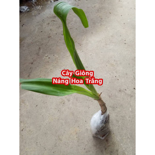 Cây Giống Náng Hoa Trắng
