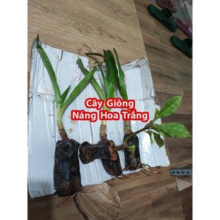 Cây Giống Náng Hoa Trắng