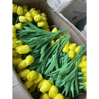 Hoa tulip cao su