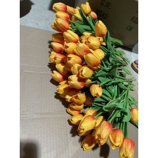 Hoa tulip cao su