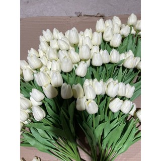 Hoa tulip cao su