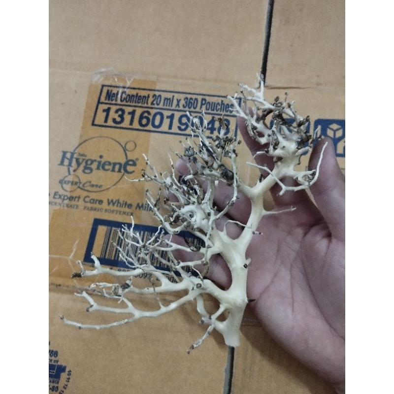 Lũa xương chùm, táng xương chùm