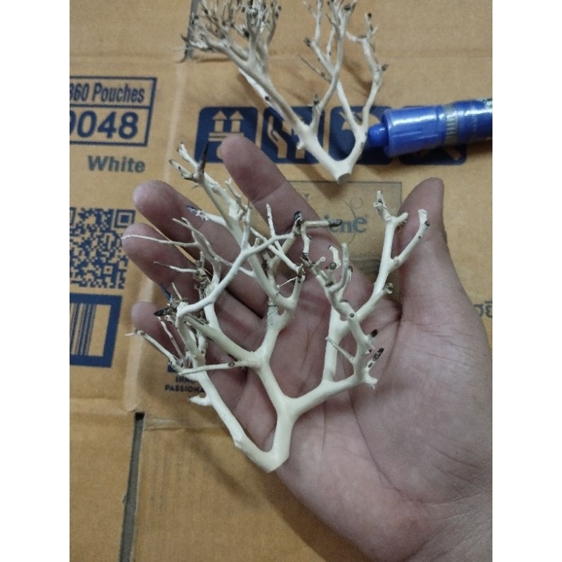 Lũa xương chùm, táng xương chùm