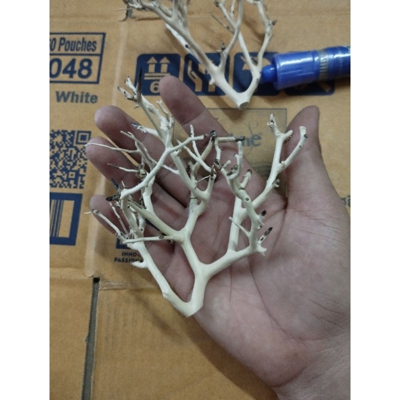 Lũa xương chùm, táng xương chùm