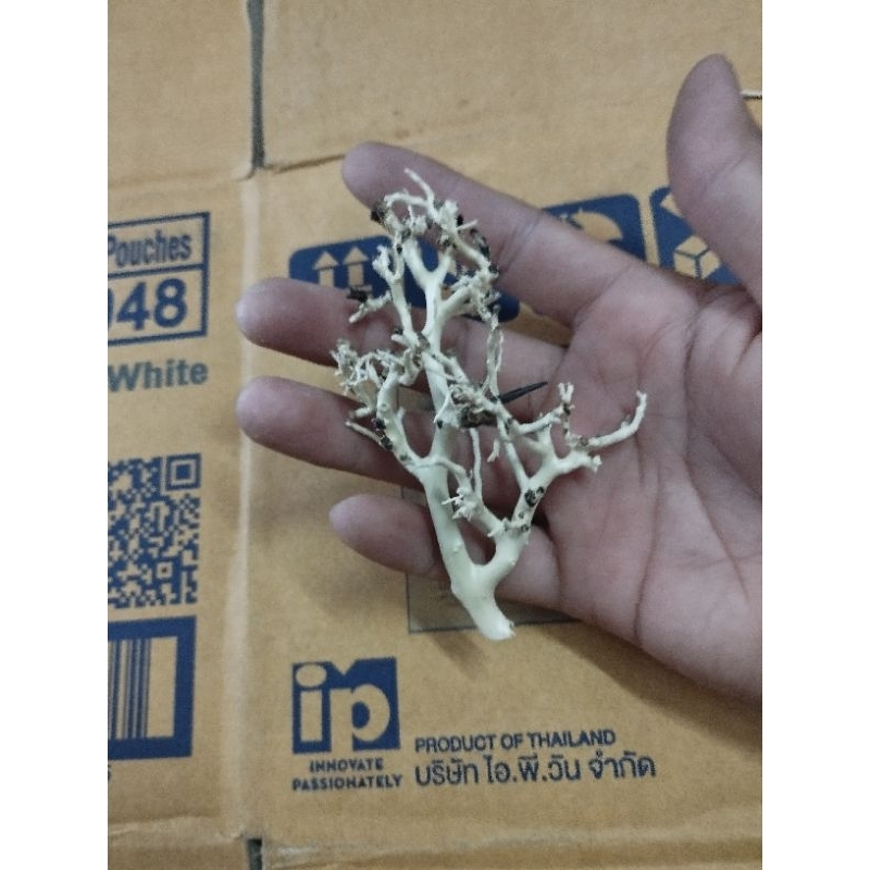 Lũa xương chùm, táng xương chùm