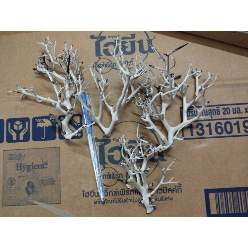 Lũa xương chùm, táng xương chùm