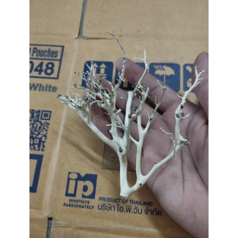 Lũa xương chùm, táng xương chùm