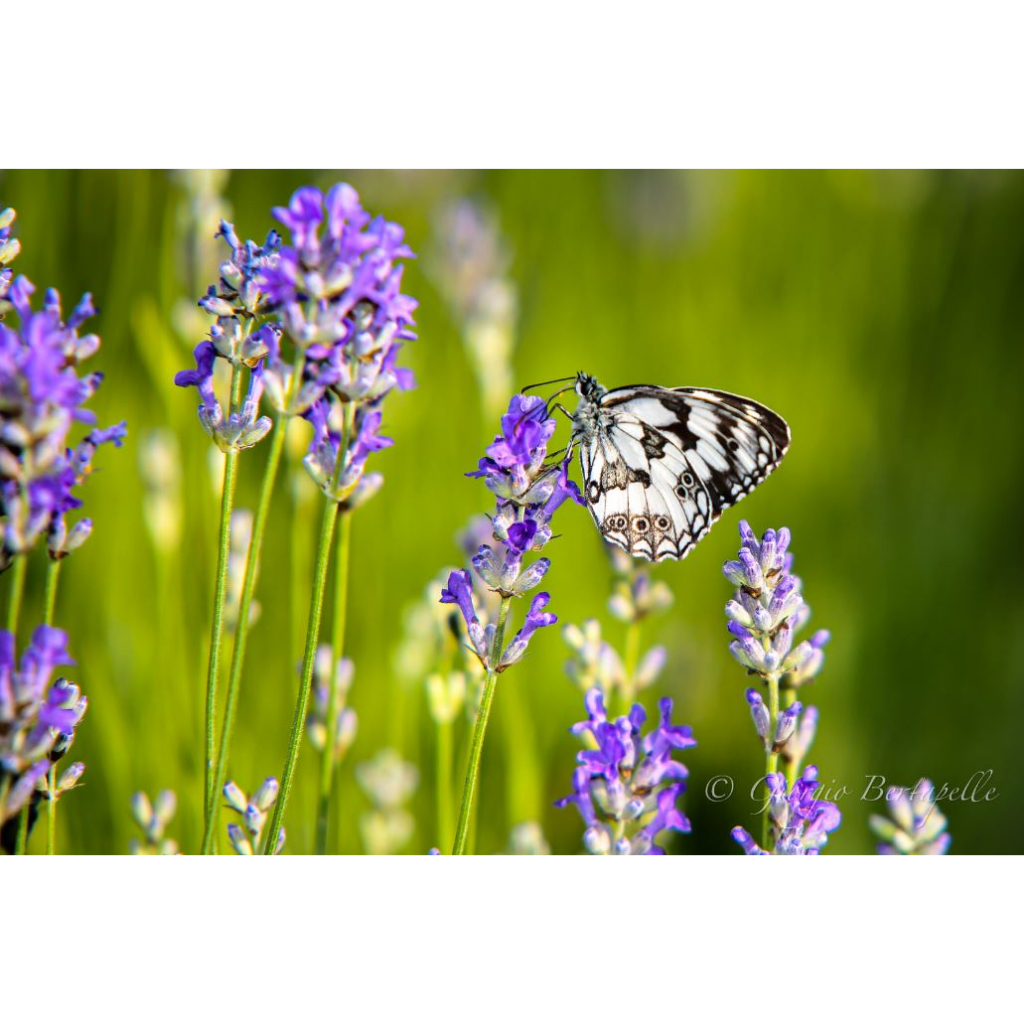 ỐNG KÍNH NIKON 105 F2.8 AF-D Micro 1:1 , NIKON 105 F2.8 D Micro đẹp như mới 90-99%