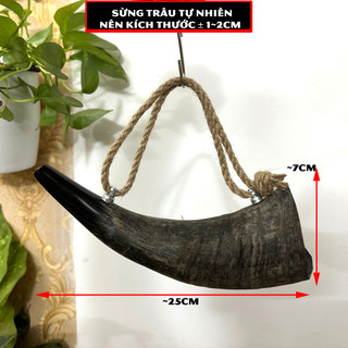 [Loại đẹp] Kèn tù và trang trí -tù và loại thô trang trí treo tường - Tù và mỹ nghệ trang trí -Dài 25cm