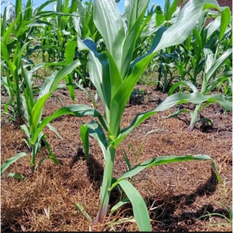 Thuốc .Xịt. Cỏ Tranh.Cỏ Gấu .Thài Lài.Bioglyphosate 88.8% sp