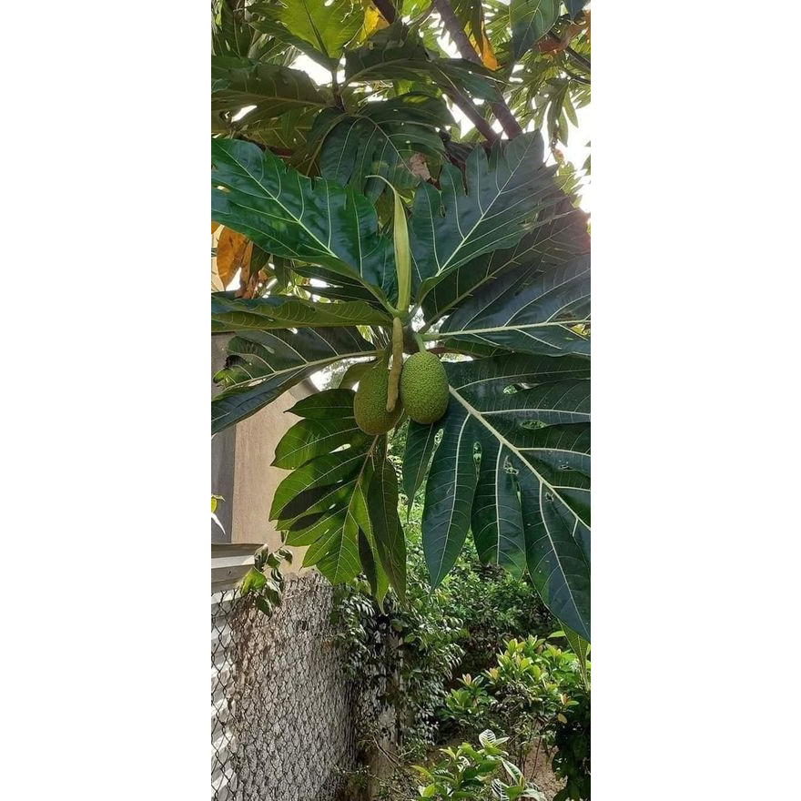 Cây giống sa kê
