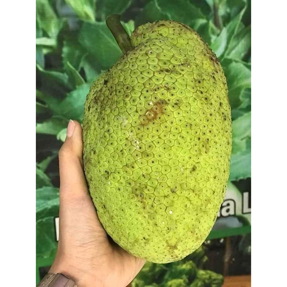 Cây giống sa kê