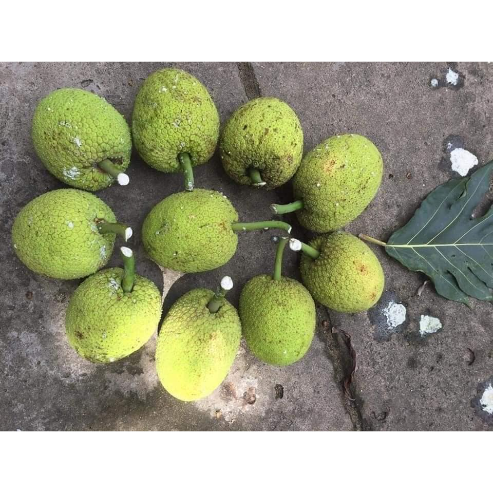 Cây giống sa kê