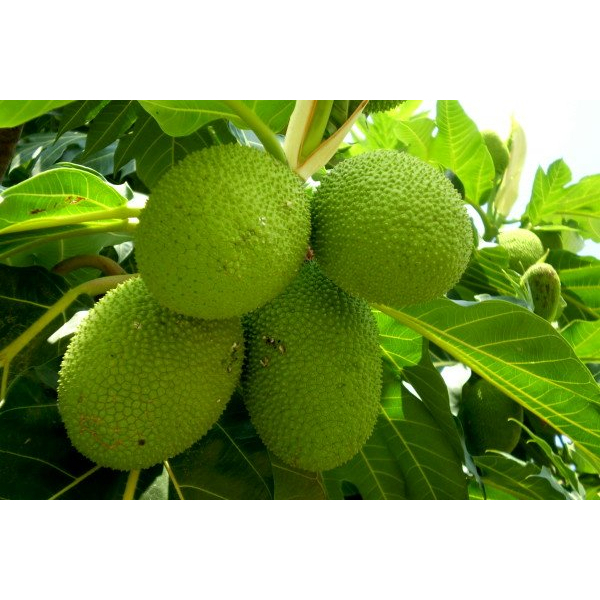 Cây giống sa kê