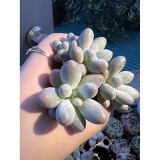 Sen đá baby finger size mini