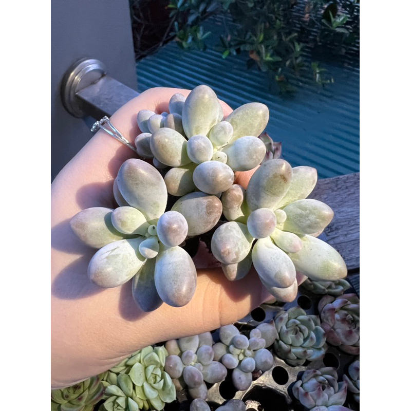 Sen đá baby finger size mini