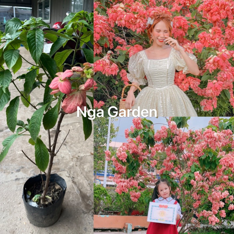 Cây én hồng cao 60-80 cm trang trí sân vườn
