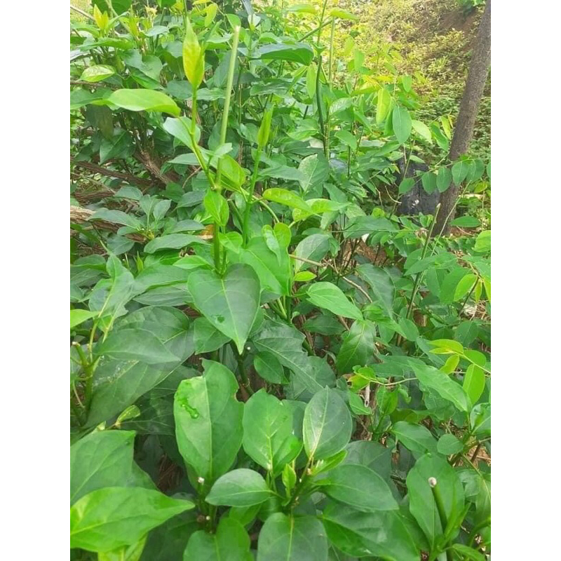 Cây giống thìa canh lá to hay còn gọi là cây rau mỏ