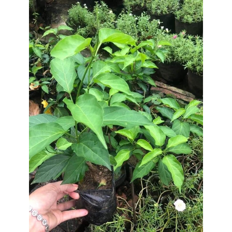 Cây giống thìa canh lá to hay còn gọi là cây rau mỏ