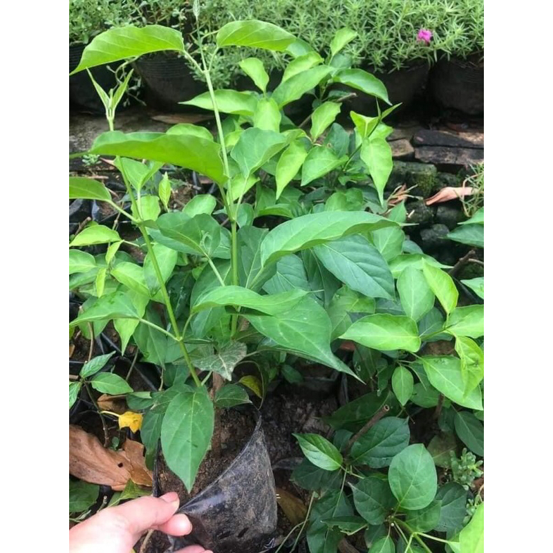 Cây giống thìa canh lá to hay còn gọi là cây rau mỏ