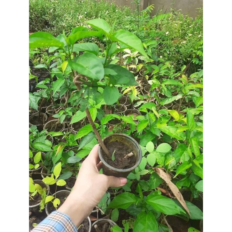 Cây giống thìa canh lá to hay còn gọi là cây rau mỏ