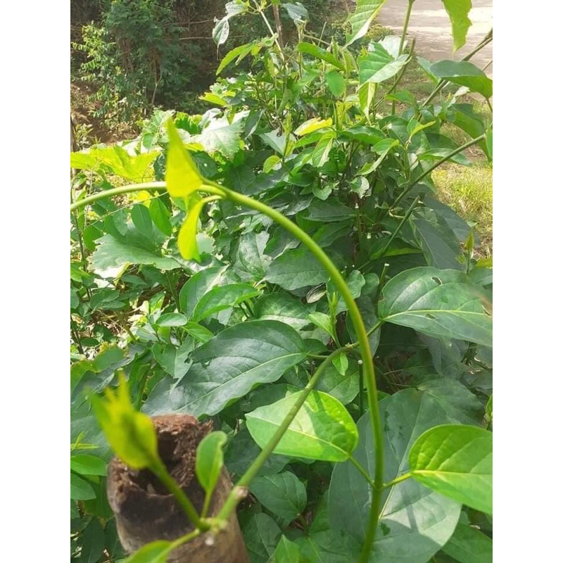 Cây giống thìa canh lá to hay còn gọi là cây rau mỏ