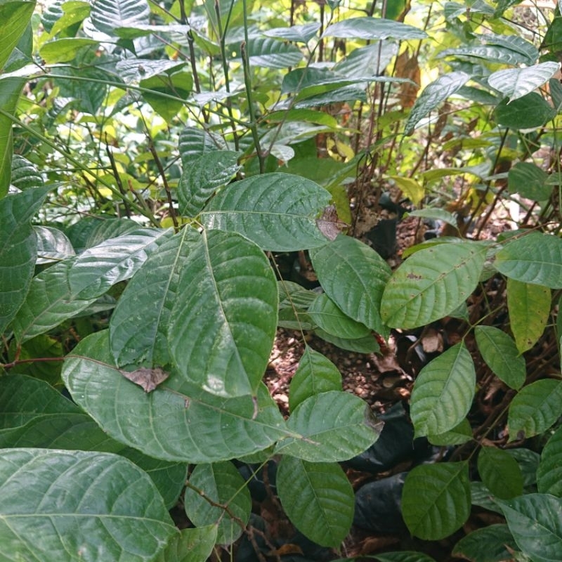 Cây Trám Đen nếp lùn siêu trái