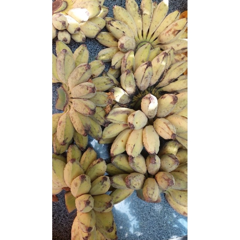 Chuối sáp nghệ dẻo