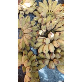 Chuối sáp nghệ dẻo. 1kg