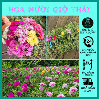 Hoa mười giờ thái - Đủ màu sắc - dễ trồng - Nhánh trồng nhanh ra hoa hơn hạt