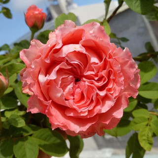Hoa hồng corail glee 35-45cm