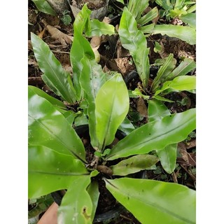 cây tổ quạ