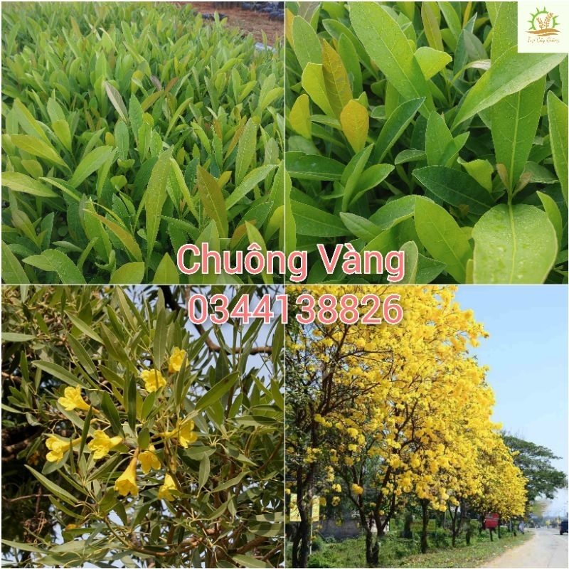 Cây giống Chuông Vàng(mua 10 tặng 1)